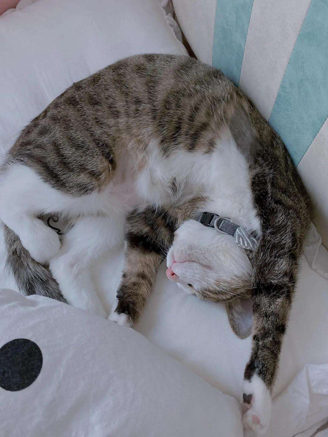 不治之症 的猫传腹 得了别放弃 如今治疗效果还不错 知乎