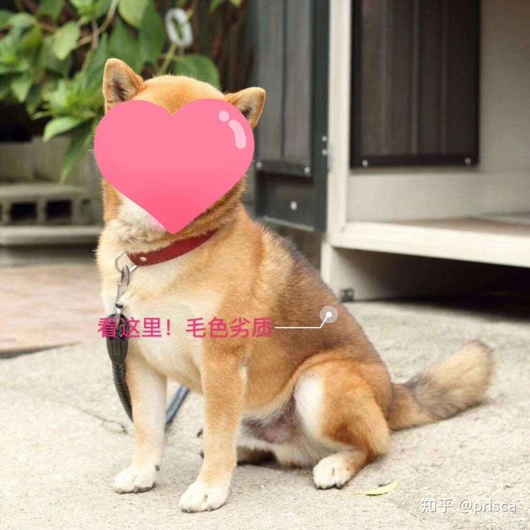 优质柴犬的标准 新手必备 知乎