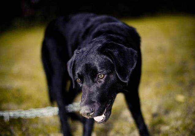 十大聪明犬排名 十大适合家养的狗