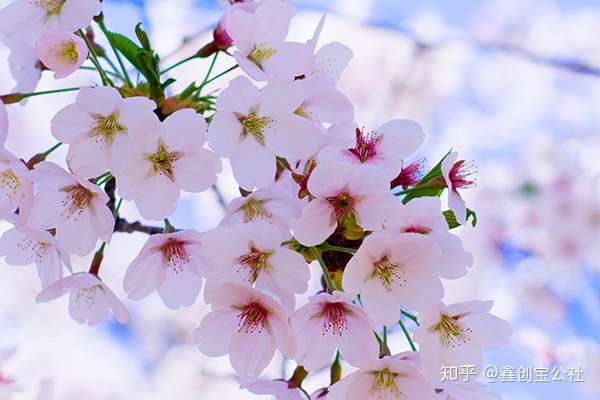 桃花的功效与作用 知乎