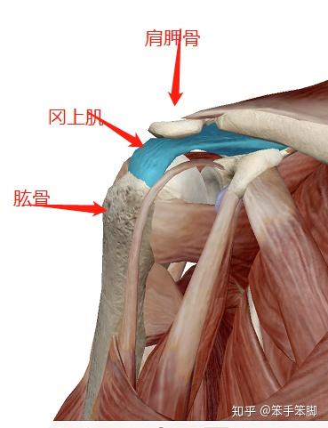 当大臂水平的时候,因为肱骨头转动,肱骨的大结节被抬升靠近肩胛骨