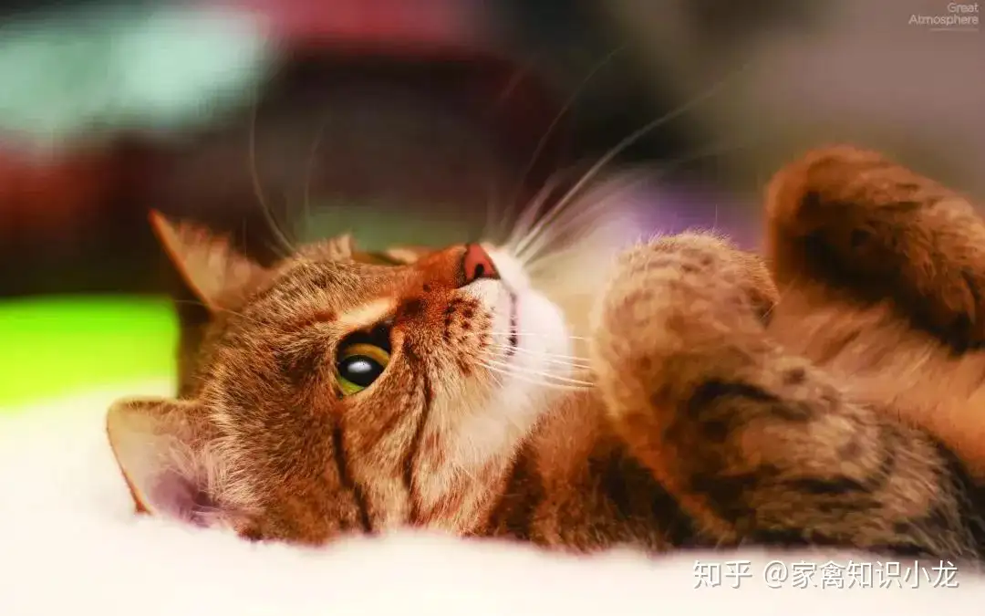 猫大人肝脏的秘密 你竟然刚知道 知乎 猫大人肝脏的秘密 你竟然刚知道 知乎