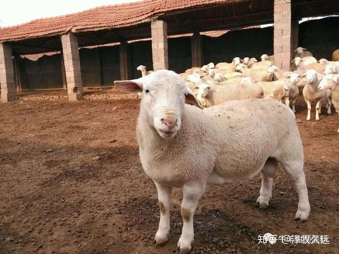 养羊学堂丨羊只吃草可以吗 为何不赚钱 知乎