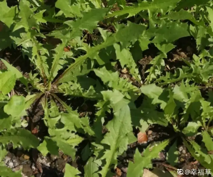 野菜的种类和图片大全名称（38种野菜图片大全）