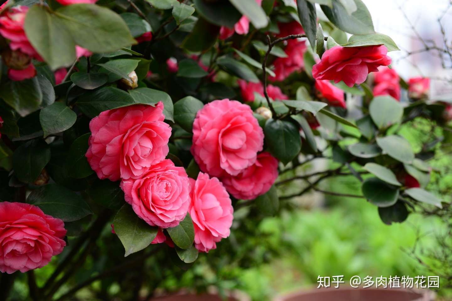 做好一件事 茶花一年开两次 知乎