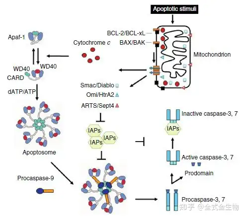 细胞凋亡原创系列二】细胞凋亡通路- 知乎