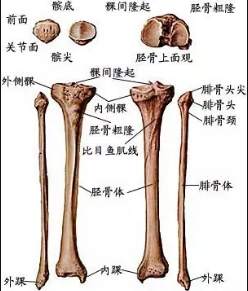 正常的胫骨平台解剖图图片