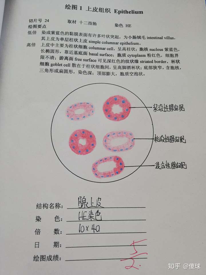 組胚紅藍鉛筆手繪圖