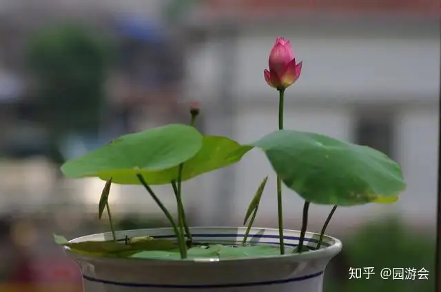 简单几步，手把手教你培养碗莲，开花其实很简单(碗莲怎么养能开花)