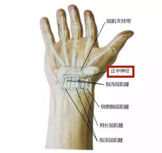 手腕酸痛 手指僵硬 你是腱鞘炎还是腕管综合征 知乎
