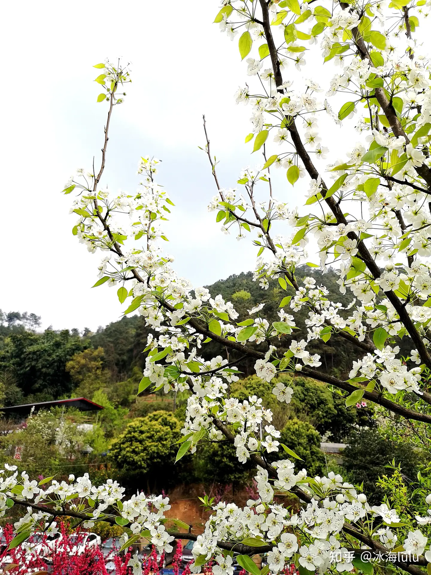 赏梨花 知乎