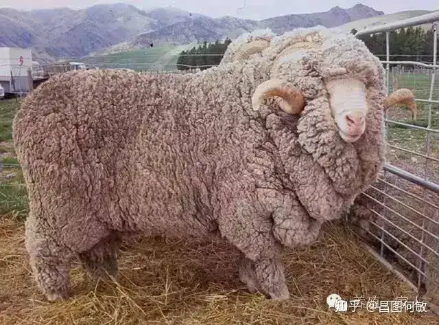 都知道养羊好 羊的品种你知多少 知乎
