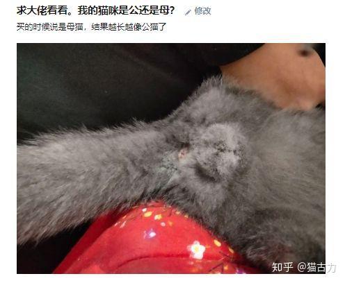 小奶猫性别傻傻分不清只需4招教你分辨小公猫和小母猫