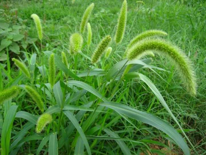 稂莠不齐和良莠不齐的区别是什么