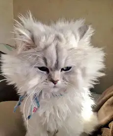 头发容易炸毛是一种怎样的体验? - 知乎