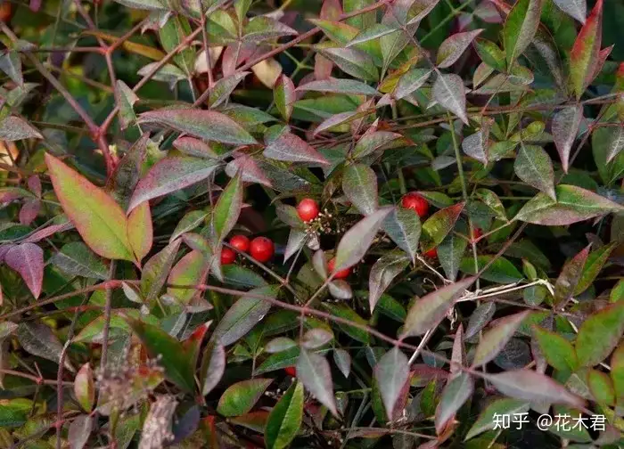 盆景 十八学士 之南天竹的种类鉴赏 知乎