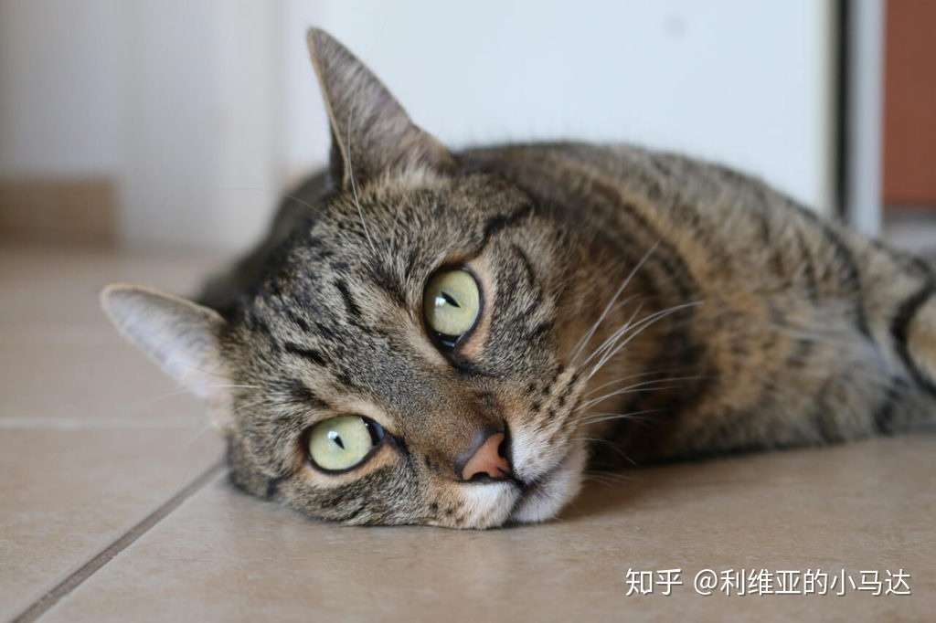 猫患老年痴呆症的7 个表现 知乎