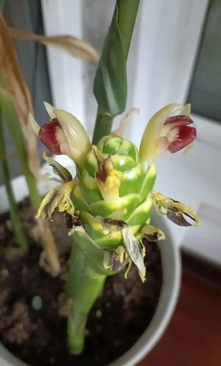 生姜发芽可以长出新姜吗? - 知乎