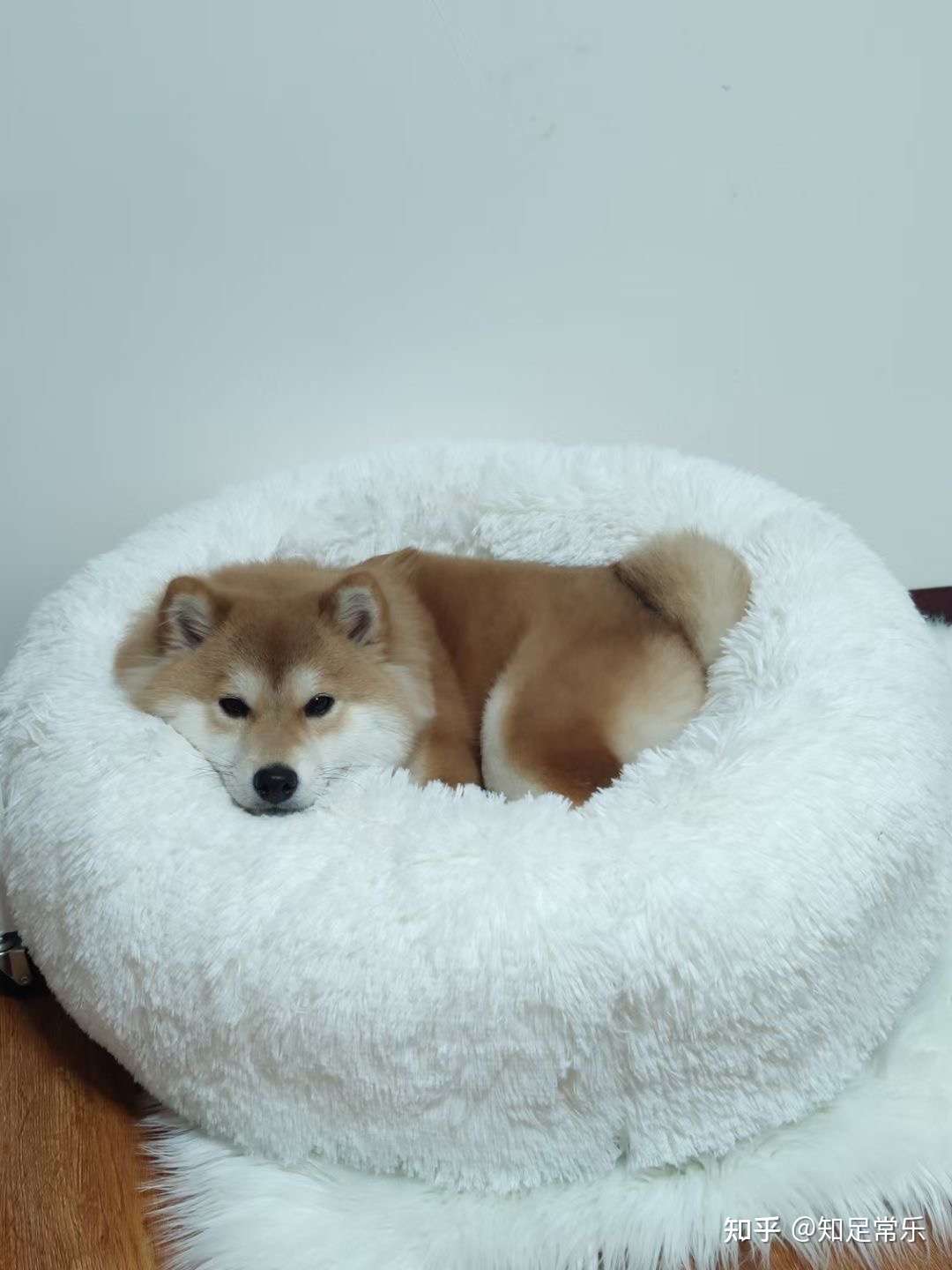 长毛柴犬 长毛柴 柴犬 我要为自己正名 知乎