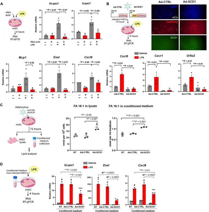 運(yùn)動(dòng)可減輕血流再循環(huán)并激活代謝轉(zhuǎn)能器 SCD1 以催化血管保護(hù)性代謝物