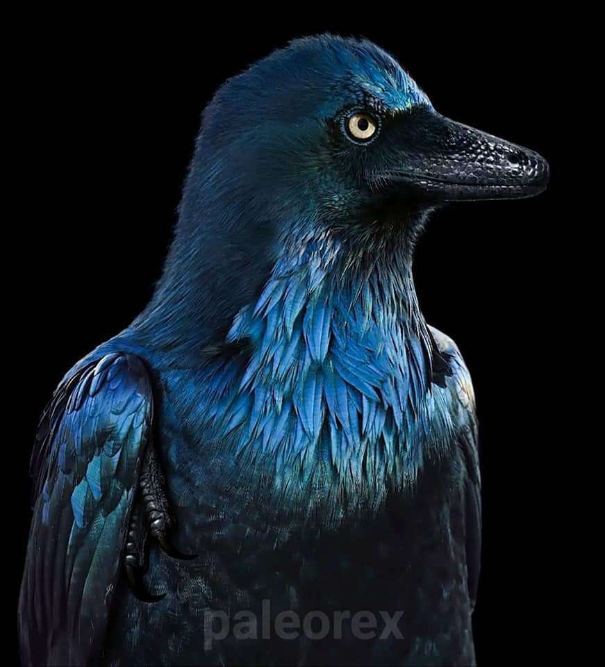 江泓 的想法: 个小盗龙的复原图看上去很霸气,特别是眼… - 知乎