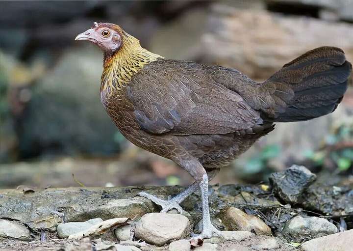 远古时代第一只鸡是怎么来的?