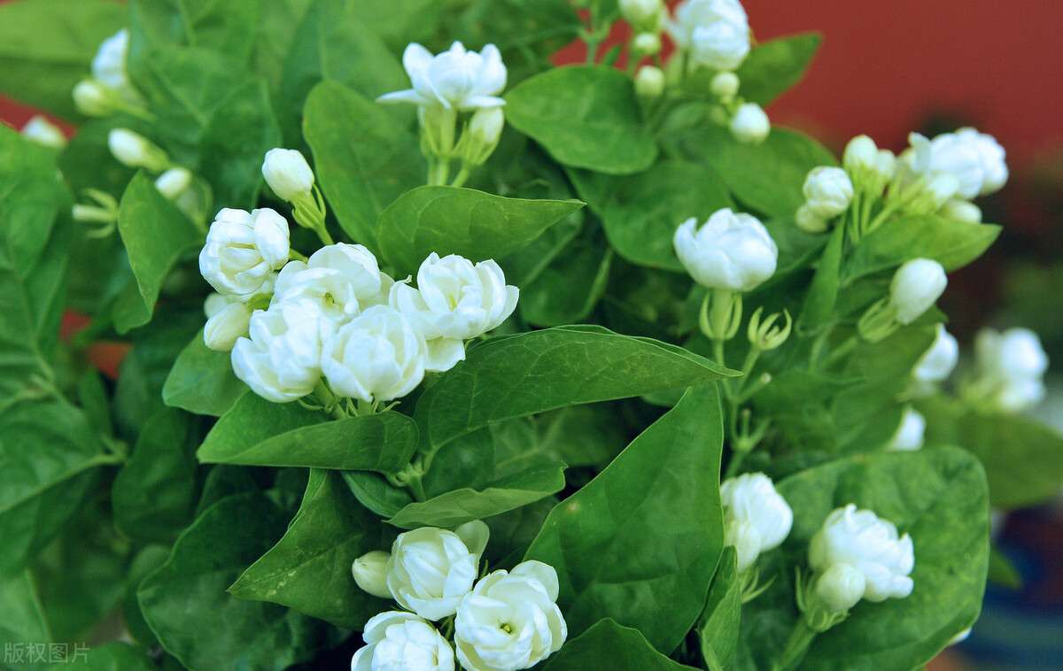 蚊子最讨厌的7种植物 既美观又实用 赶紧养起来 知乎