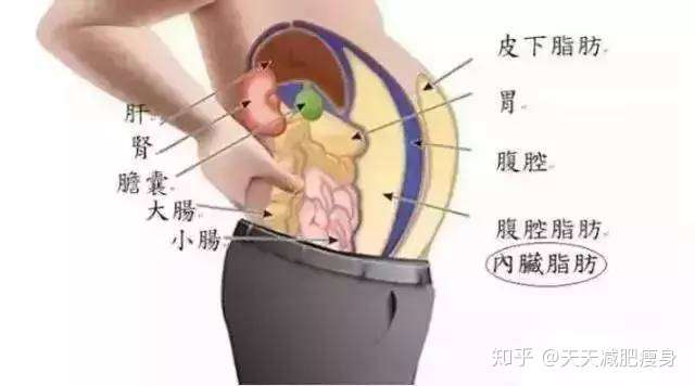 皮下脂肪难减吗 那减内脏脂肪岂不是登天 总不能让它做几个卷腹吧 知乎