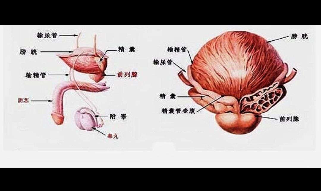 无精症 梗阻性无精症 怎么拌 知乎