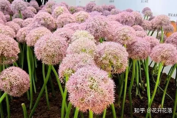 拈花惹草 大葱花 知乎
