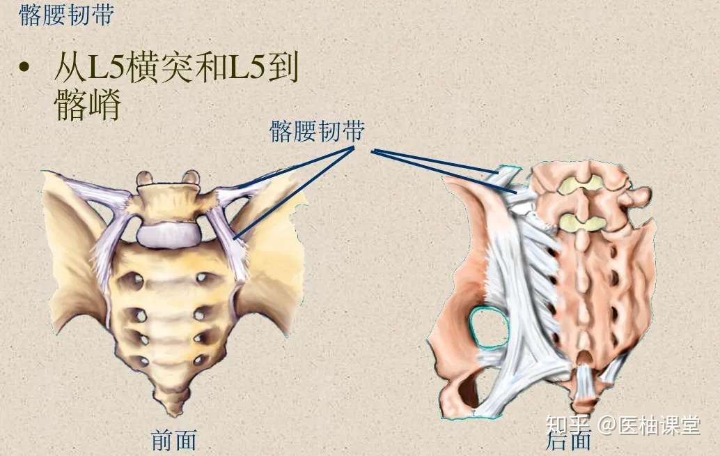 脊柱超详细解剖 高清图文版 知乎