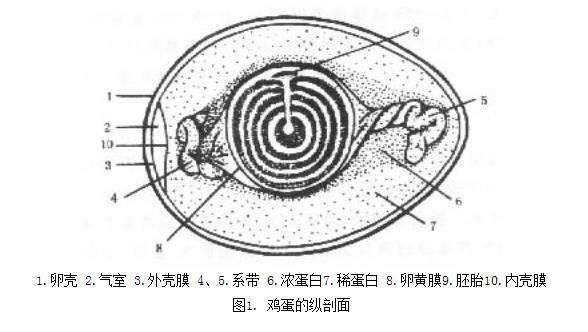现在是否存在人造鸡蛋?