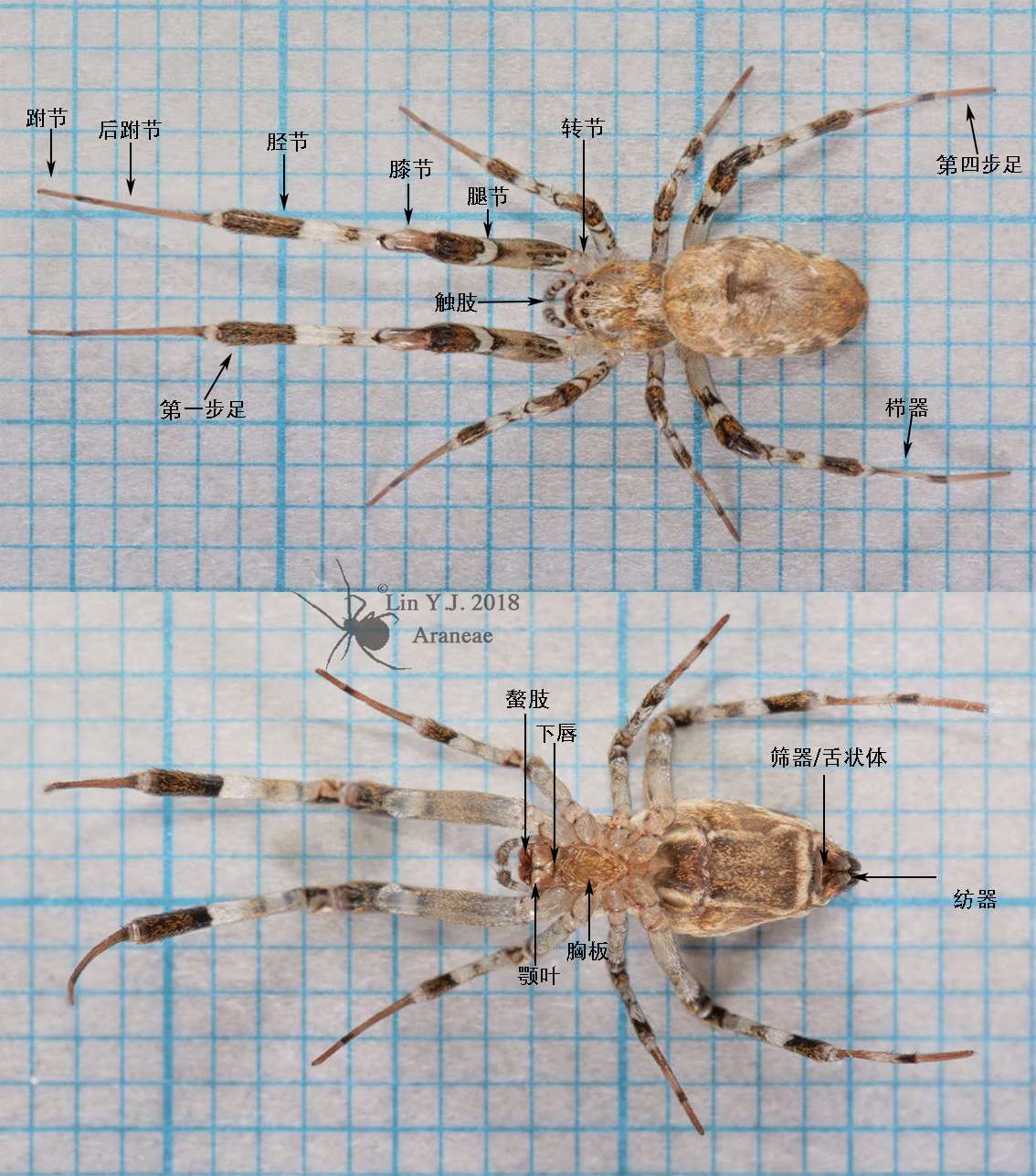 中国蜘蛛目 Araneae 检索表 知乎