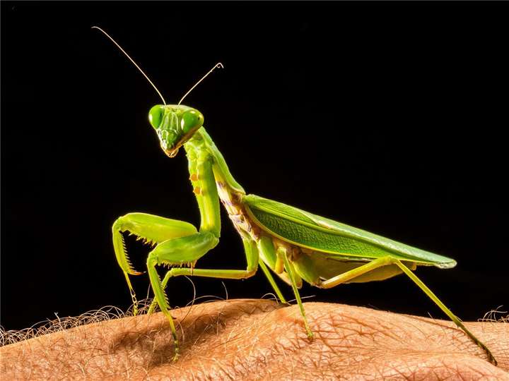 铁线虫是什么生物（铁线虫到底有多可怕）