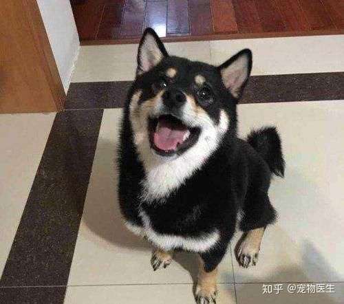 怎么看一只黑色柴犬?