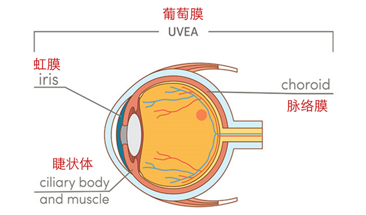患有葡萄膜炎是一种什么感受