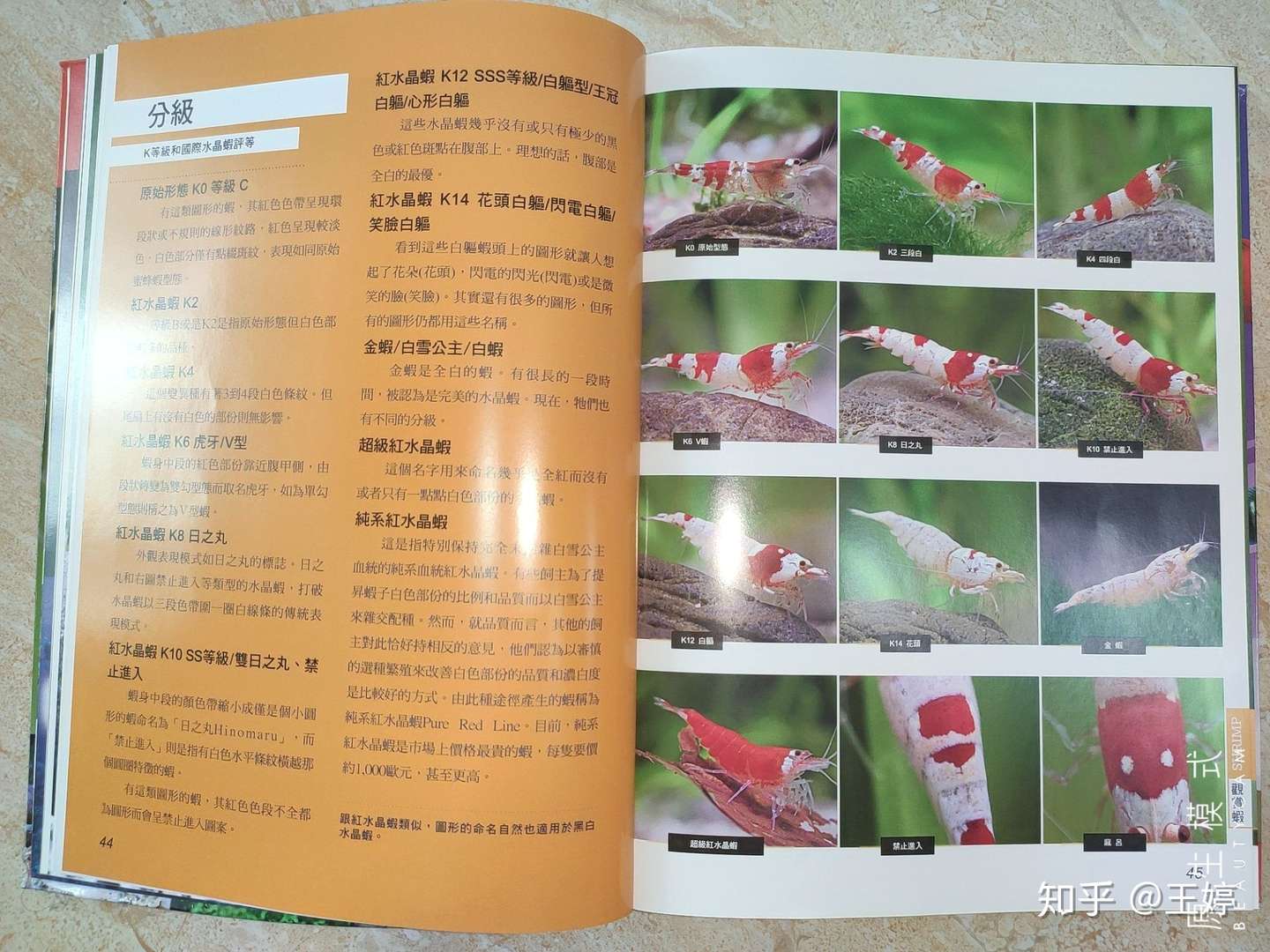 观赏无脊椎动物 淡水观赏虾 螯虾 观赏蟹 螺贝类 知乎 观赏无脊椎动物 淡水观赏虾 螯虾 观赏蟹 螺贝类 知乎