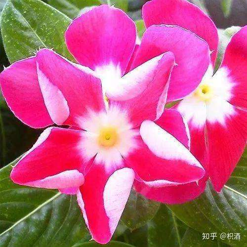 有没有什么惊艳的微信头像?