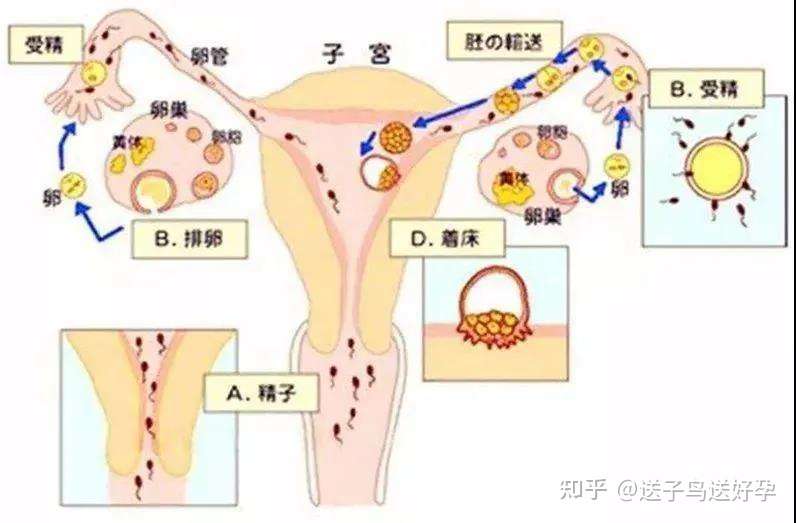 受精卵着床成功 身体会发出哪些信号 知乎