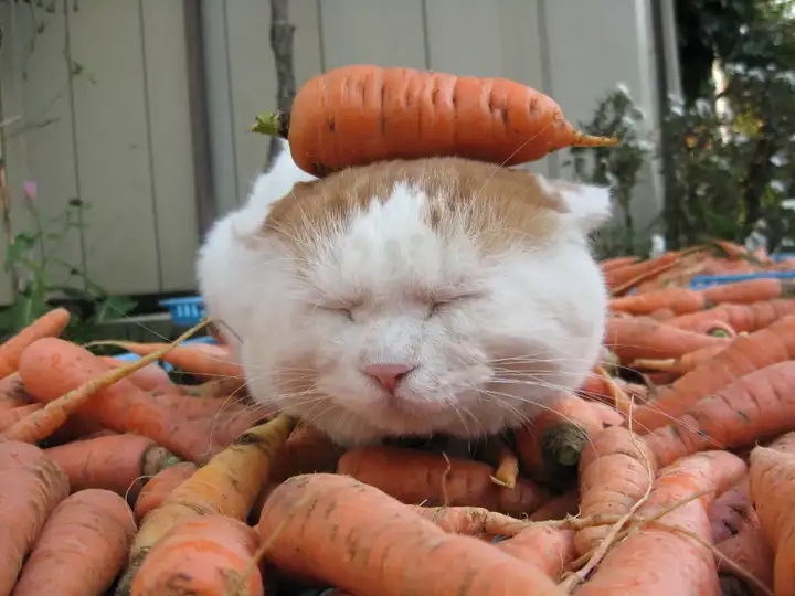 猫咪吃胡萝卜有好处吗？还有哪些安全的蔬菜？