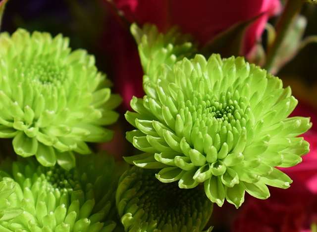 盘点中国十大名花 一花一诗词 惊艳千年 知乎