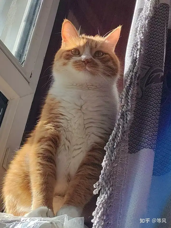 你家养猫了吗?养了几只? - 知乎