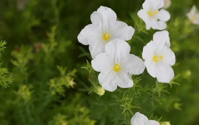 6月上旬诞生花 知乎