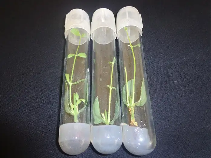 MOOMNA关于荷荷巴油的研究 - 墨华网 (图2)