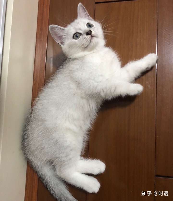 我这个银渐层咋样四个月了?一千买的品相如何呢～?