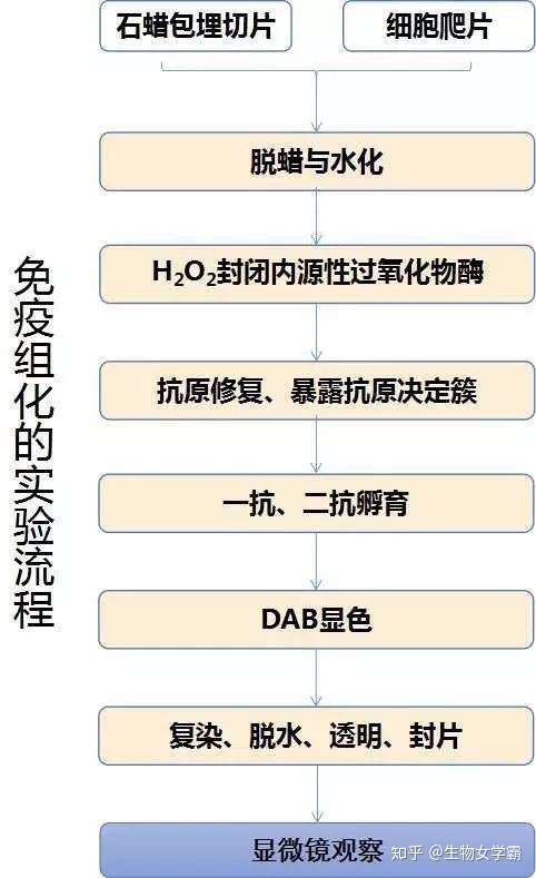 必看 免疫组化实验的那些技巧 经验总结 知乎