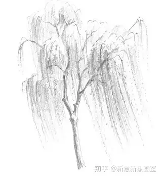 柳树怎么画素描图片