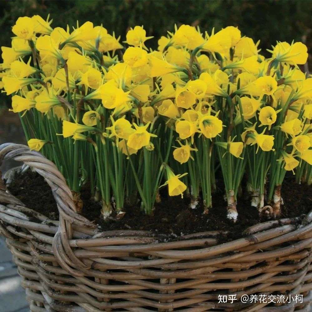 很适合在秋季栽种的6种球根花卉 适合盆栽养护 阳台养就能开花 知乎