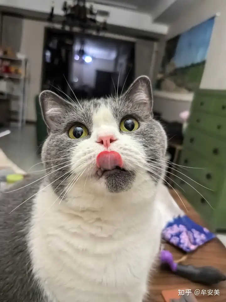 猫要是一辈子只呆在家里会不会很可悲？