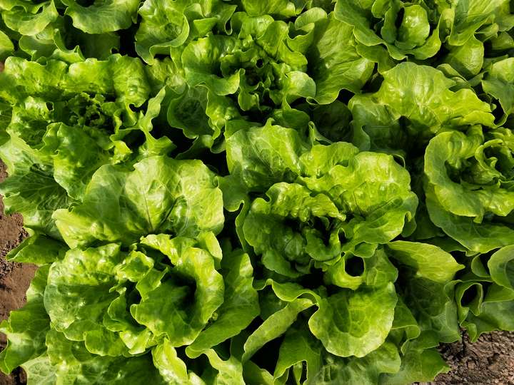 生菜要高产需要用钾肥吗用对了叶片多口感好